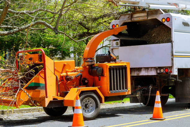 The Steps Involved in Our Tree Care Process in Garnet, CA